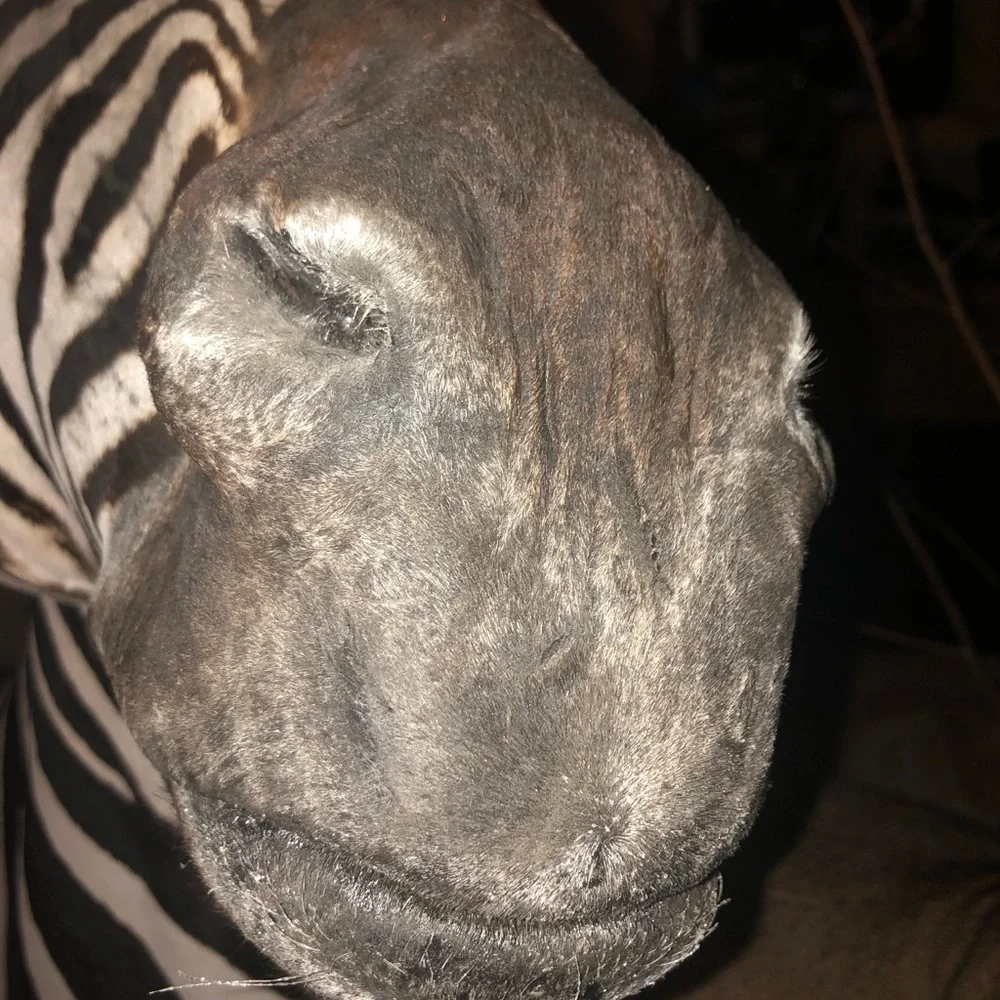 Taxidermy mature bull